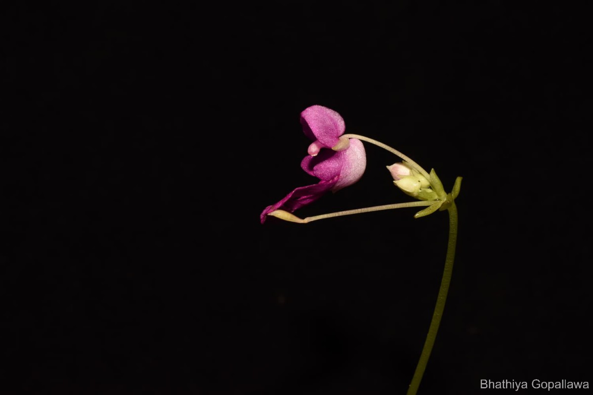Impatiens yakandawalarum Gopallawa, Hapuarachchi & Jayathissa